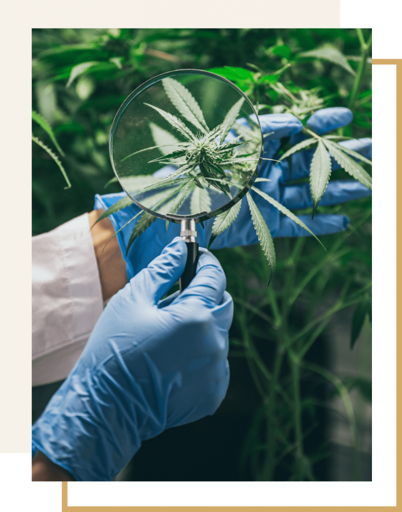 Man holding magnifying glass holding cannabis plant with blue gloves looking closely at it