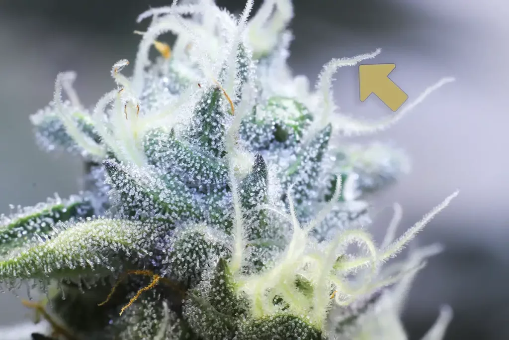 Cannabis pistil close up