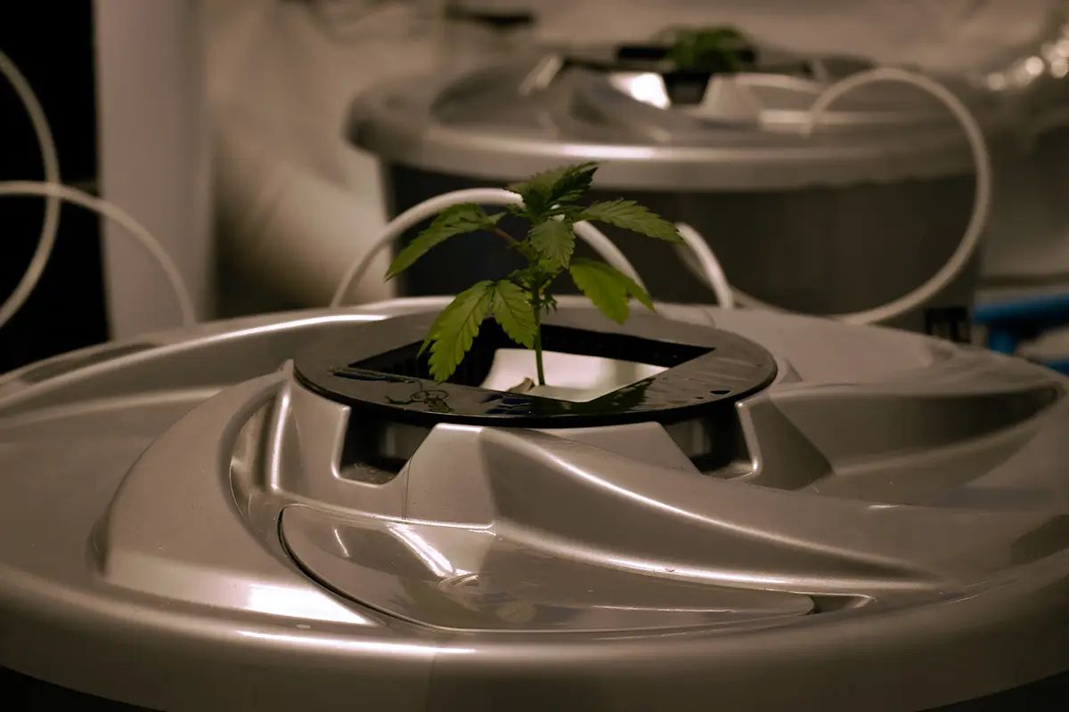 DWC hydroponics top with cannabis plant