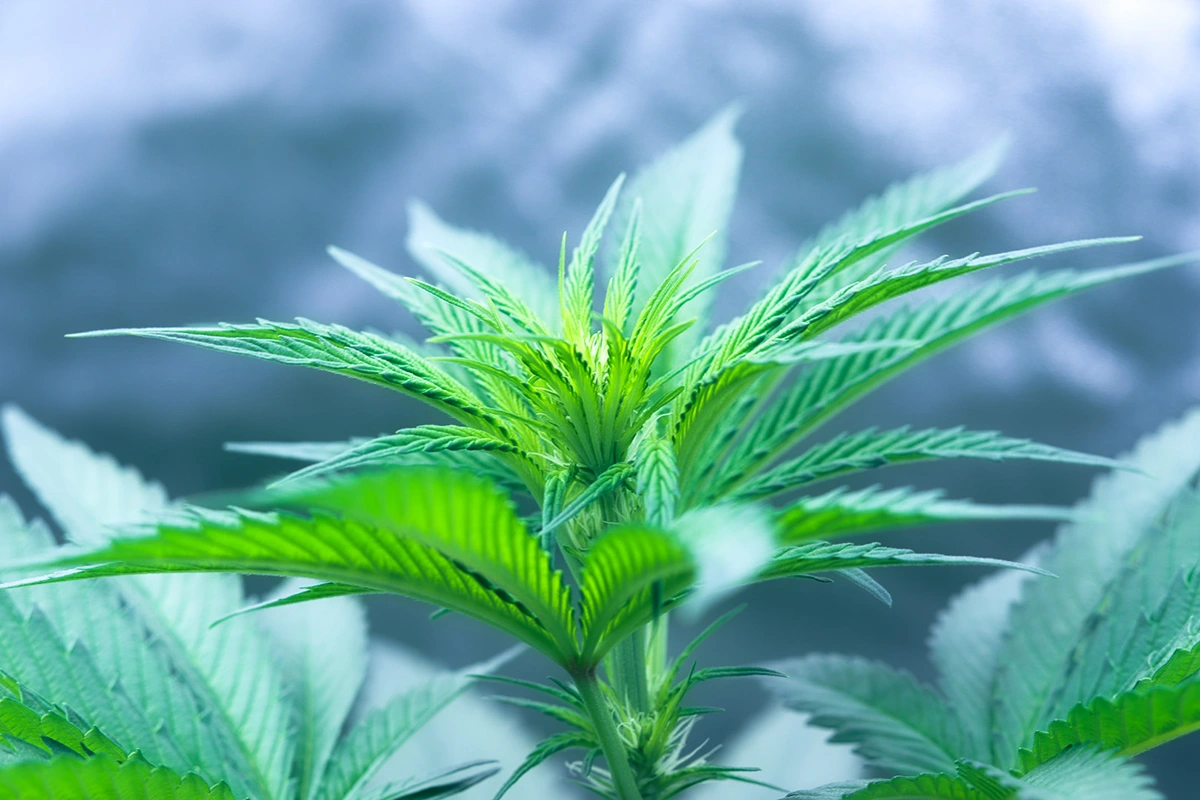 Closeup of cannabis plant
