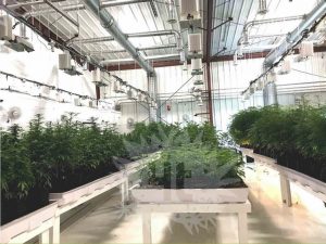 hydroponic micro cultivation for cannabis