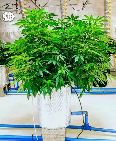 cannabis plant growing using hydroponics