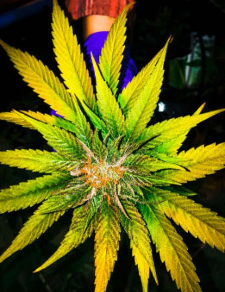 Fully grown cannabis plant