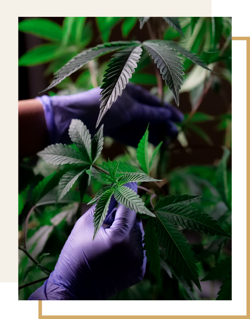 Black gloves holding cannabis plants leaves and frame