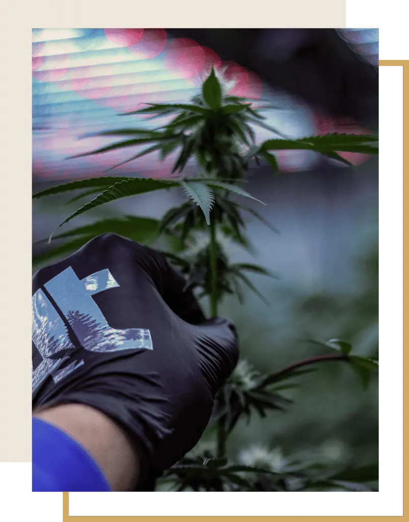4trees Cannabis Building owner Daniel Vaillancourt holding a flower with a company glove on