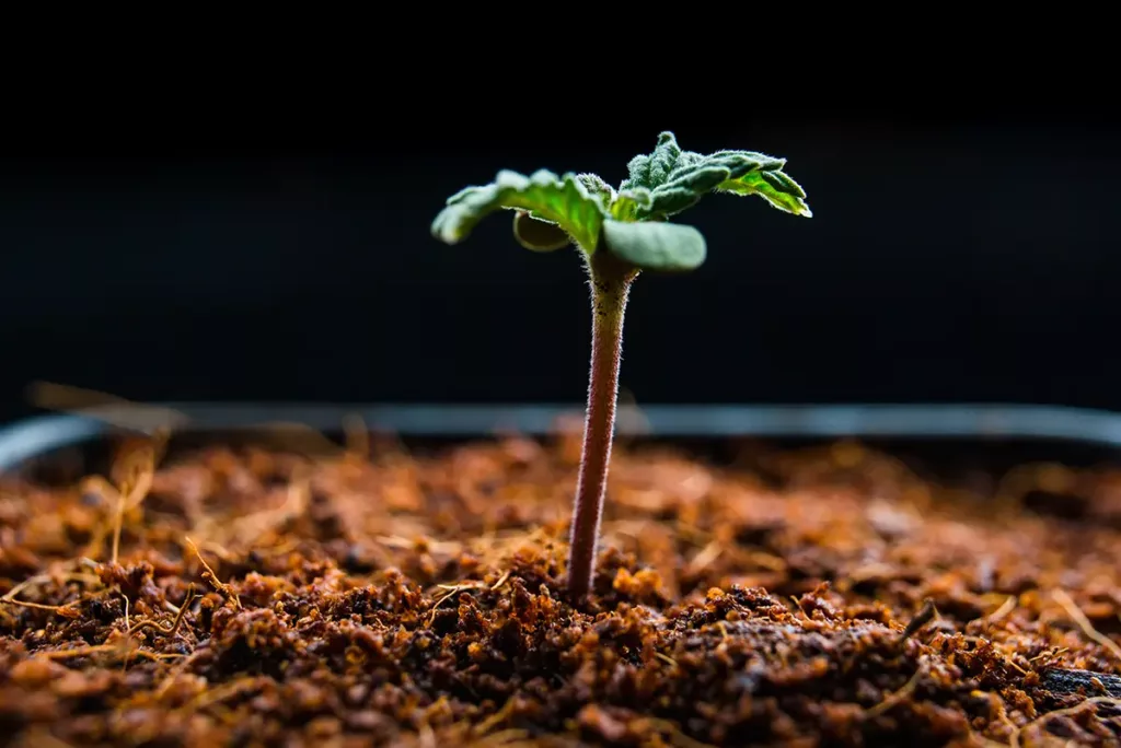 How to grow cannabis in coco coir? – The Coco Depot