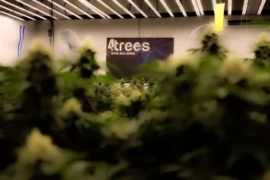 indoor cannabis garden close up with 4trees cannabis building sign in the background and led grow lights