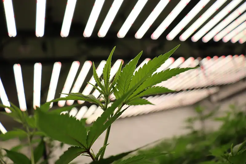 cannabis leaf with led grow lights in the background