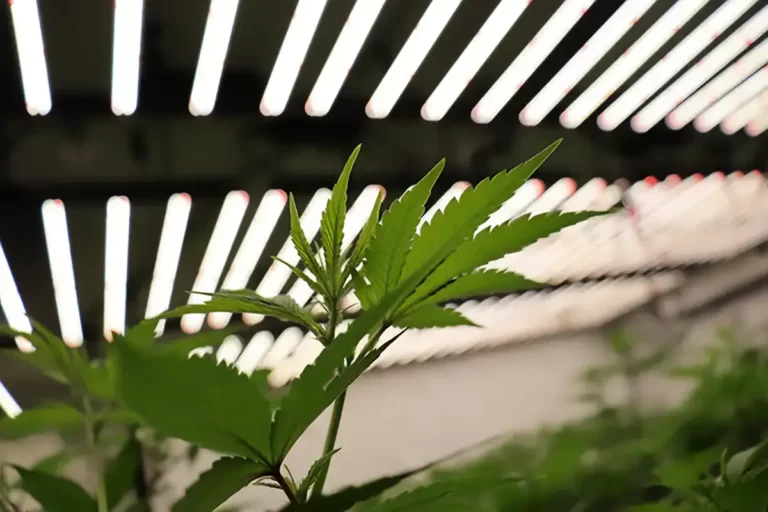 Led grow lights with a cannabis leaf