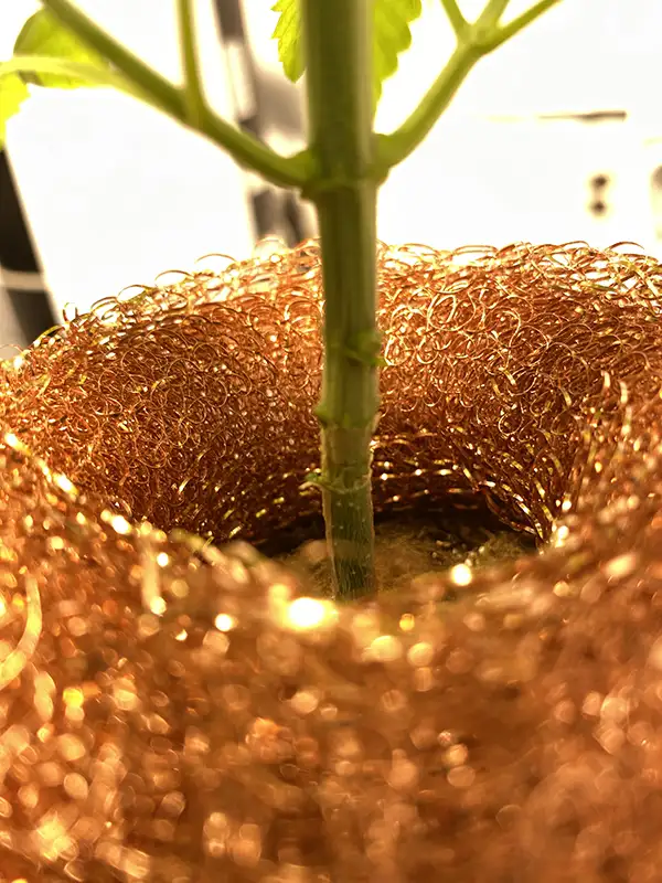 The Copper-Wire Tomato Trick 