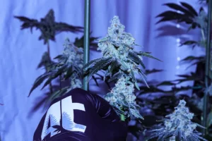 4trees cannabis building glove holding a cannabis flower while growing