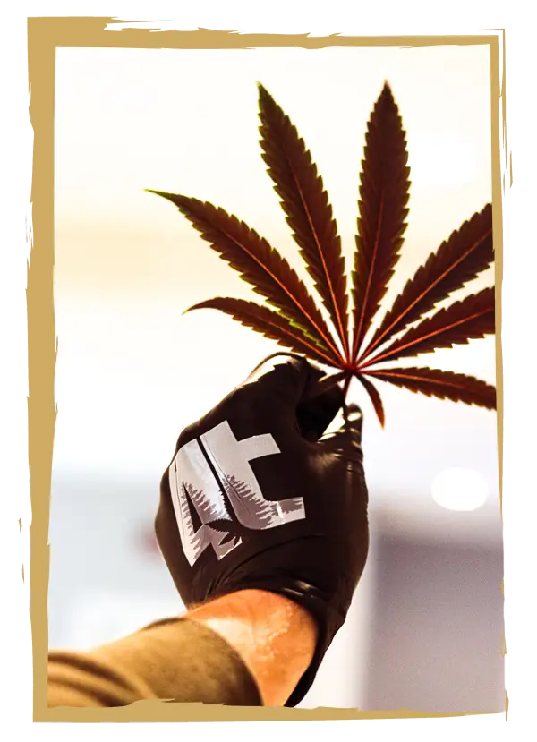 4trees cannabis building glove holding a purple cannabis leaf