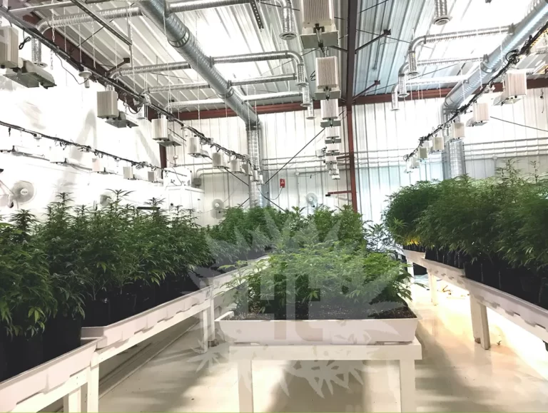 indoor cannabis cultivation grow room