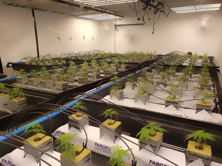 indoor hydroponics grow room from a 4trees cannabis building customer