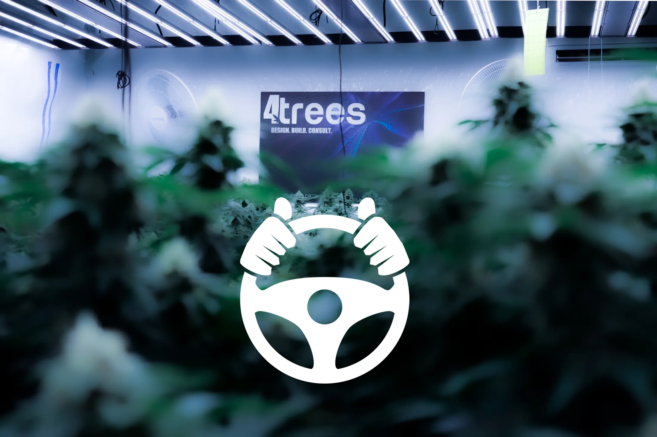 Grow room with 4trees sign in background and steering wheel icon in white