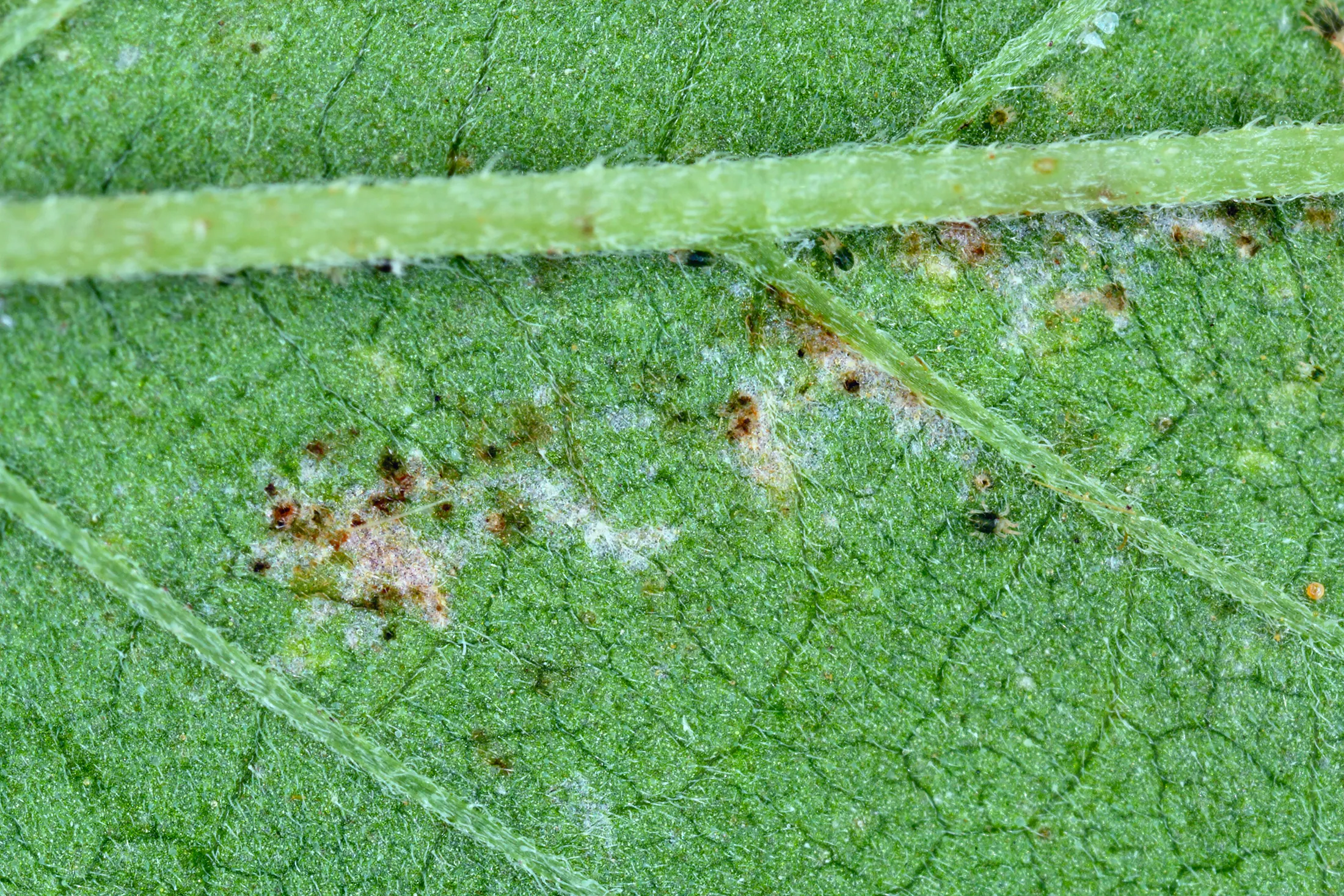 pests on cannabis leaf close up