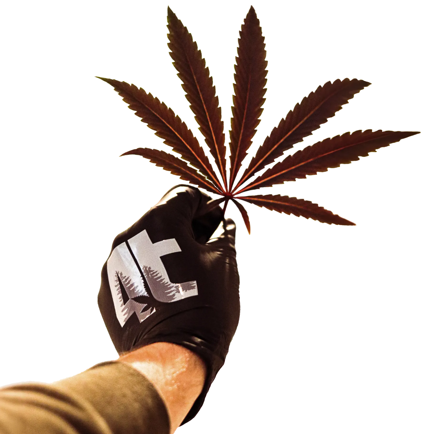 Hand holding red cannabis leaf with a brown sleave and a 4trees Cannabis Building Glove on