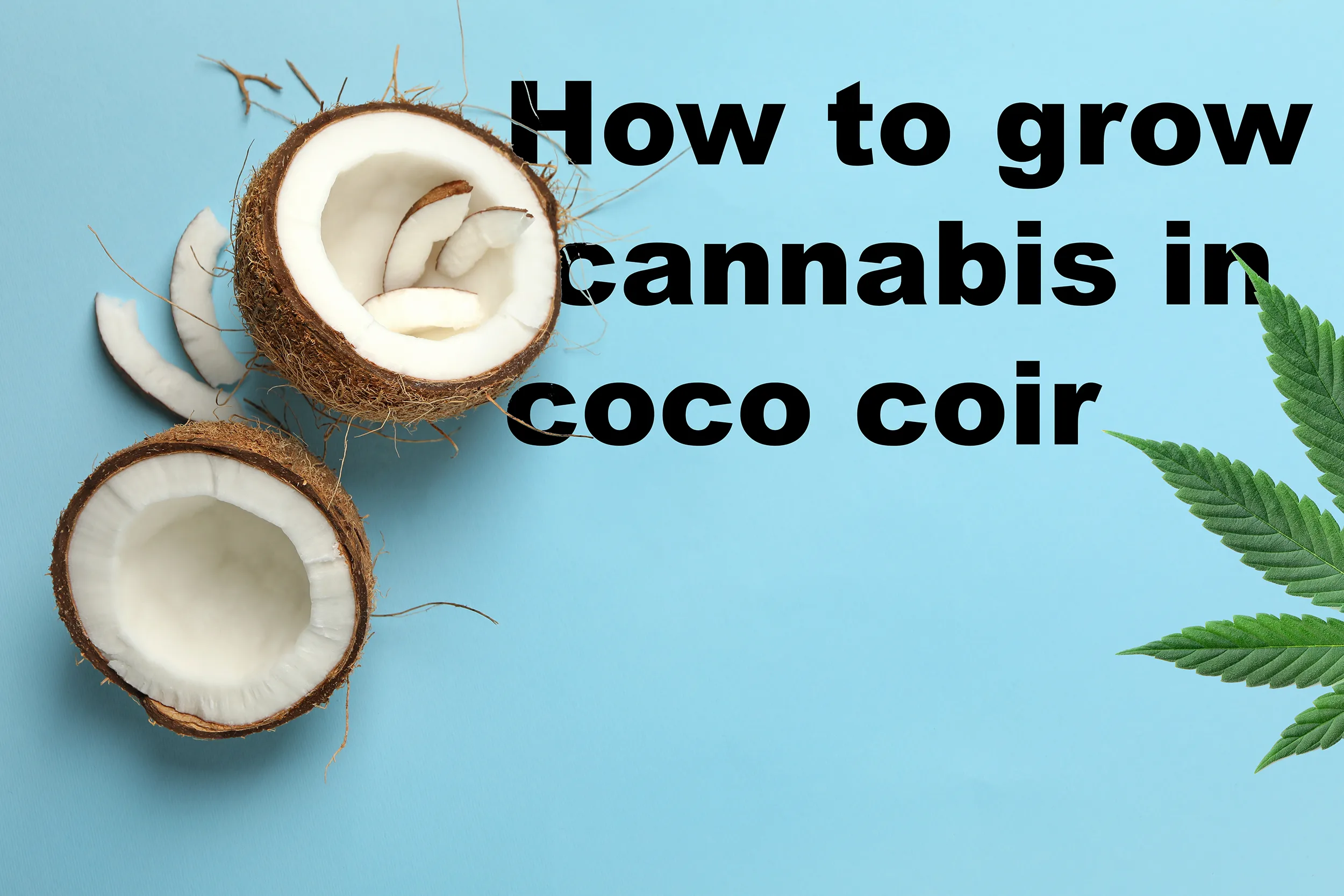 how to grow cannabis in coco coir title picture with coconuts and a pot leaf on a blue background