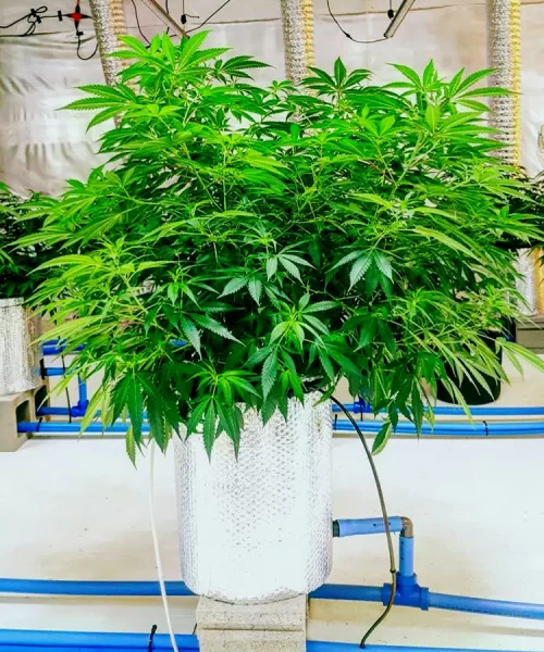 Deep water culture hydroponics cannabis bush